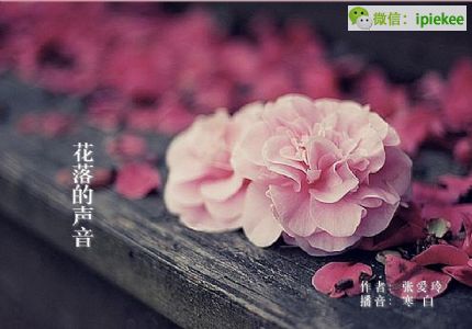 有声文艺,花落的声音,张爱玲,落花,散文,寒白